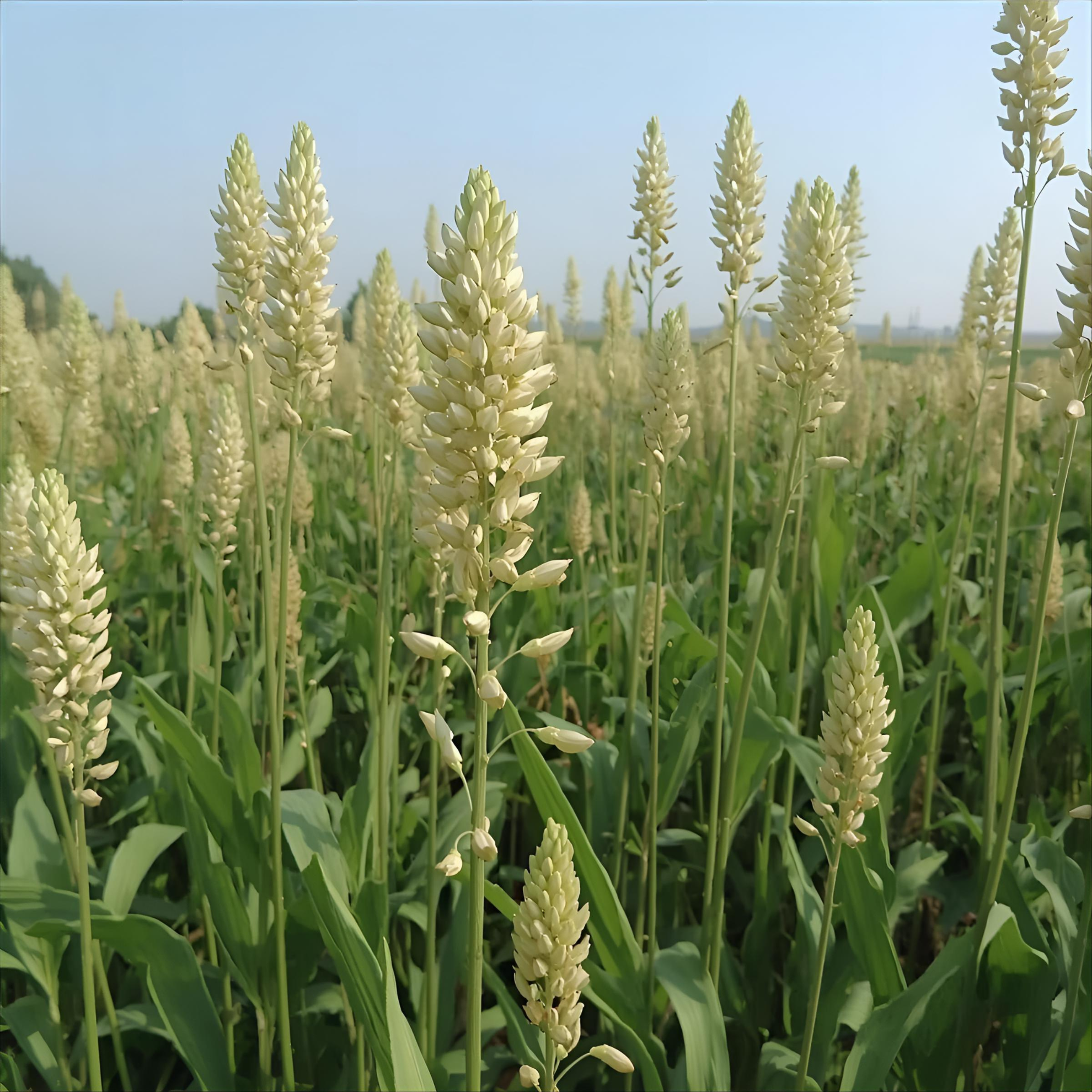 自然の力で健康を実現!発酵ソバエキス